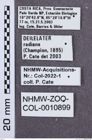 Etikette zu Deilelater radians (NHMW-ZOO-COL-0010899)